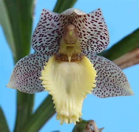 Catasetum x dasilvae. | I think it is a hybrid of catasetum … | Flickr