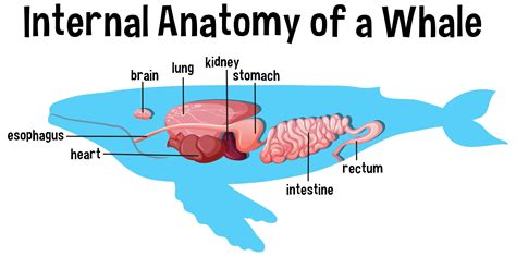 Internal Anatomy of a Whale with label 1782930 Vector Art at Vecteezy