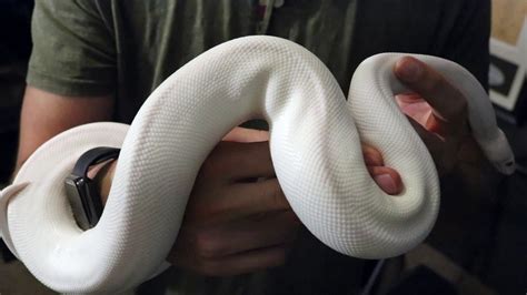 Leucistic Ball Python