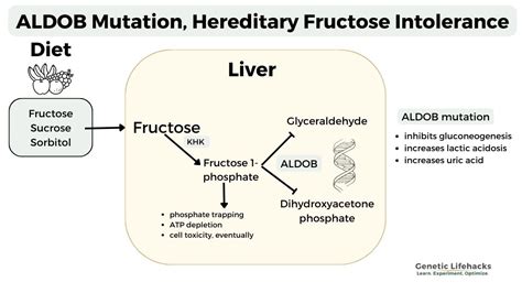 Fructose Intolerance: Hereditary or Dietary?