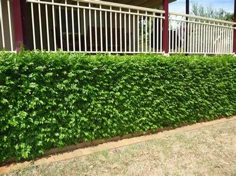 Murraya hedge - I would suggest this for along the front wall of the ...