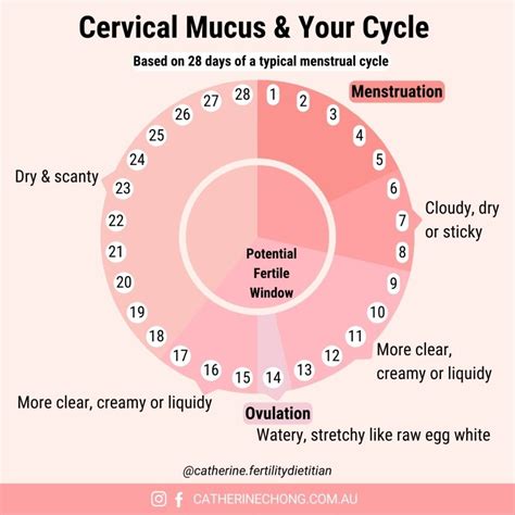 7 Ways To Promote Healthy Cervical Mucus - Pristine Fertility