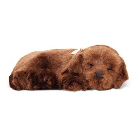 Precious Pets – Chocolate Labrador Puppy | Murrays.ie