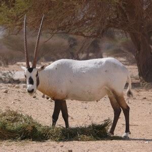 Arabian Oryx - Facts, Diet, Habitat & Pictures on Animalia.bio