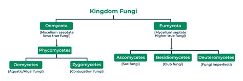 Fungi Diagram Kingdom