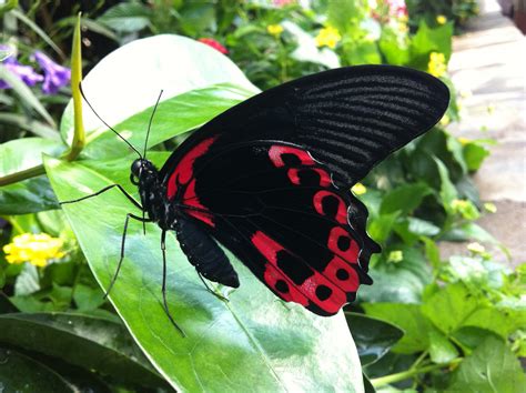 Butterflies have Scales? Really! - Lewis Ginter Botanical Garden