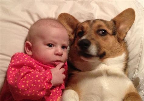 Kids n' Corgis: Paisley and Willow! - The Daily Corgi