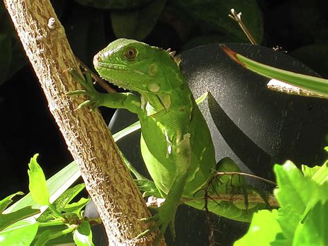 Baby Green Iguana Photograph by Lyuba Filatova