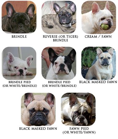 The Breed » French Bulldog Looks | VIXBULL - French Bulldogs - Louisiana