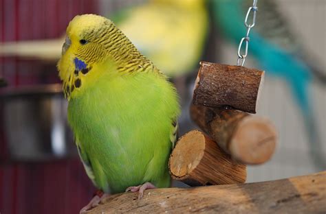 How to take care of your budgie (parakeet) | ThePerruches.com