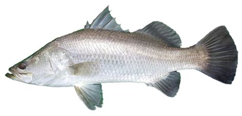 Barramundi | NT.GOV.AU