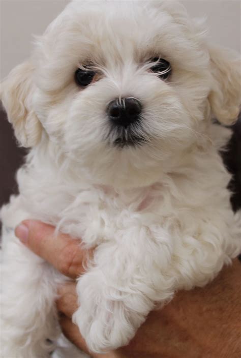 Gem Kennels - Maltipoo, Maltipoo Breeder | Maltipoo breeders, Maltipoo ...