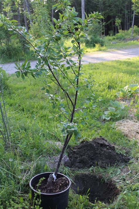 How to Plant a Fruit Tree ~ Step by Step Guide — Practical Self Reliance