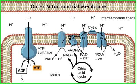 What is the purpose of NADH and FADH2 in aerobic respiration? - Quora