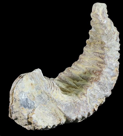 Cretaceous Fossil Oyster (Rastellum) - Madagascar For Sale (#54431 ...