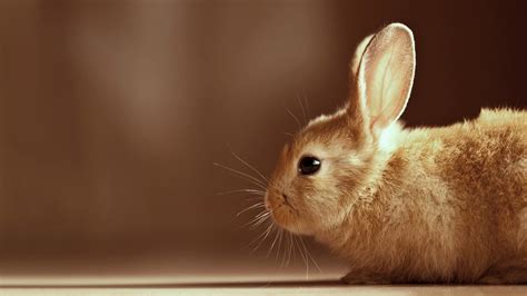 Rabbit Desktop Wallpapers - Top Free Rabbit Desktop Backgrounds ...