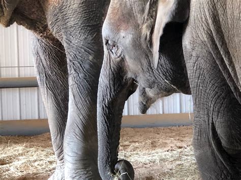 Endangered Ark Elephant Sanctuary, Hugo, OK