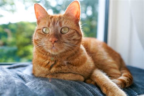 10 Adorable Orange Cat Breeds | Friendly Orange Breeds of Cats