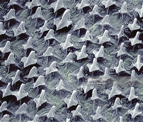 microscopic-image-of-shark-skin-showing-the-numerous-scales-sem-x95 ...