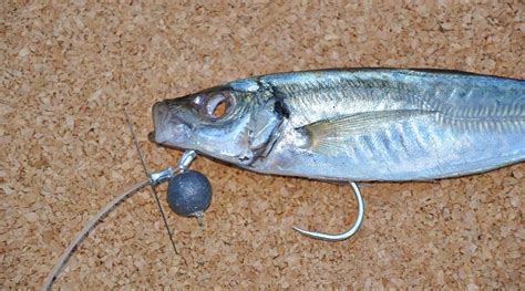 The Different Types of Fishing Bait for 2023 - OutdoorPulse