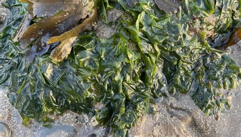 Sea Lettuce – Edibility, Identification, Distribution – Galloway Wild Foods