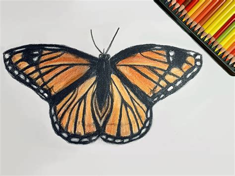 Butterfly Drawing Tutorial: Realistic Butterfly with Coloured Pencils