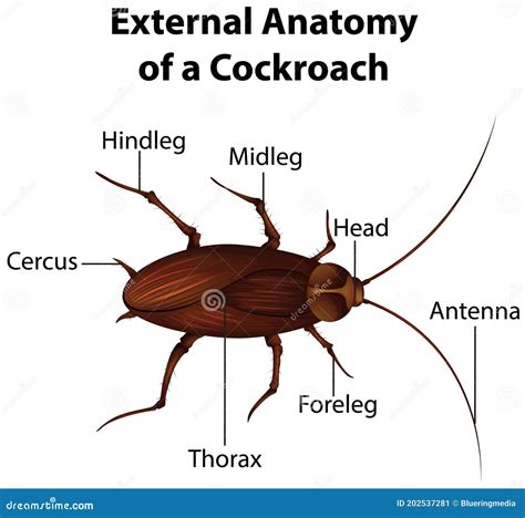 Cockroach Diagram