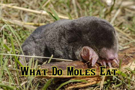 What Do Moles Eat | Complete Diet List For Adult And Baby Mole