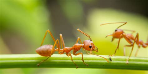 Fire ant stings: What you should know this summer - Flourish