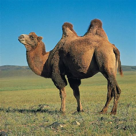 Camel | Description, Humps, Food, Types, Adaptations, & Facts | Britannica