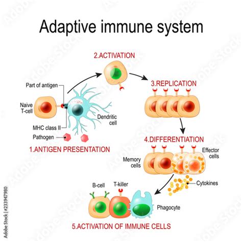 Adaptive immune system from Antigen presentation to activation of other ...