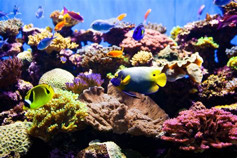 12 Best Saltwater Aquarium Products of 2019