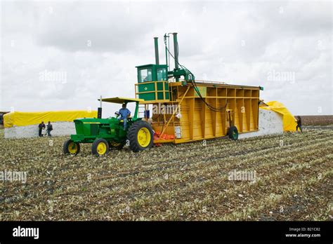 Harvesting equipment in cotton fields on Texas ranch Stock Photo - Alamy