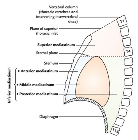 Anterior Mediastinum – Anatomy, Boundaries And Content – Earth's Lab