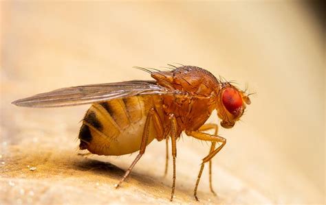 Fruit Fly Identification And Control Guide