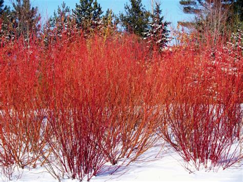 Top Winter Plants | B. Rocke Landscaping