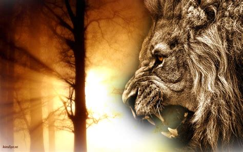 🔥 [140+] Lion Roar Wallpapers | WallpaperSafari