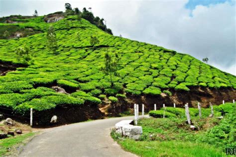 Munnar, India - Asia Photo (41979933) - Fanpop