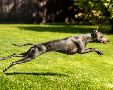 Greyhounds: the Fastest Dogs in the World - The Dogman