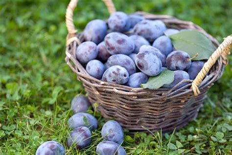 34 Plum Varieties - Different Kinds of Plums With Photos