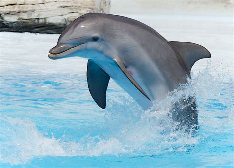 El Delfín | fotos de Animales