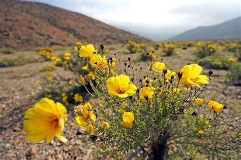 The Atacama Desert is full of flowers after an unexpected rain. Desert ...