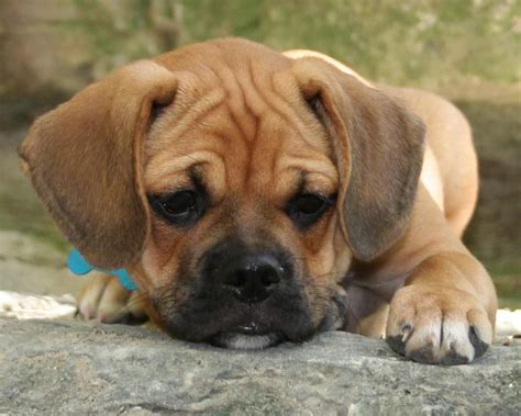 Rocky - Pixdaus | Puggle puppies, Puggle, Cute dogs