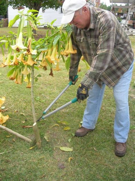 Garden Help, Garden Care, Winter Plants, Winter Garden, Angel Trumpet ...