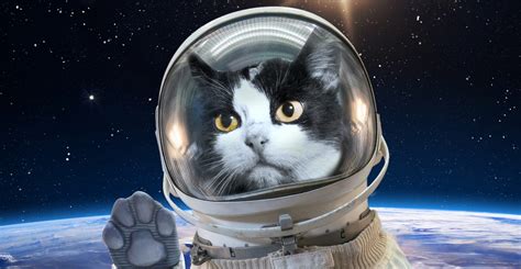 Astronaut cat