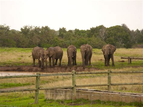 More about The Elephant Sanctuary | LekkeSlaap