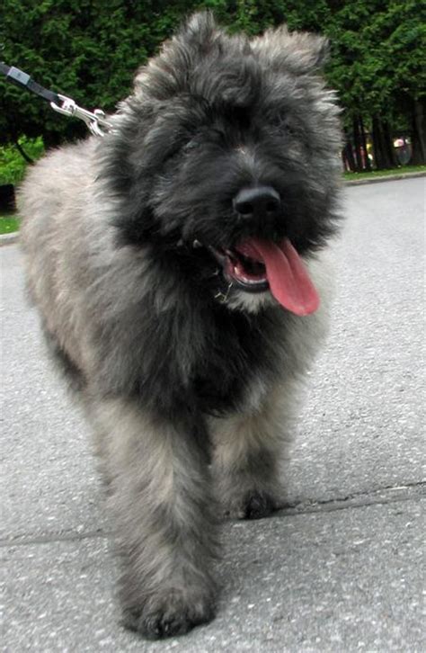 Can't Get Enough Pix of Squeezable Bouvier Des Flandress? | Daily Puppy