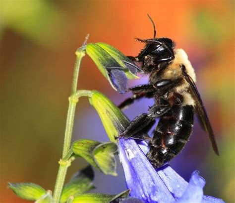 Do Carpenter Bees Sting? | Balcony Garden Web