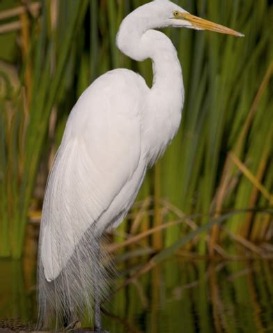 Great Egret (Ardea alba) – Operation SPLASH (Stop Polluting, Littering ...