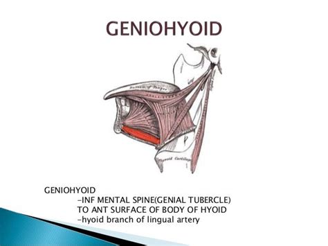 SPACES OF HEAD AND NECK